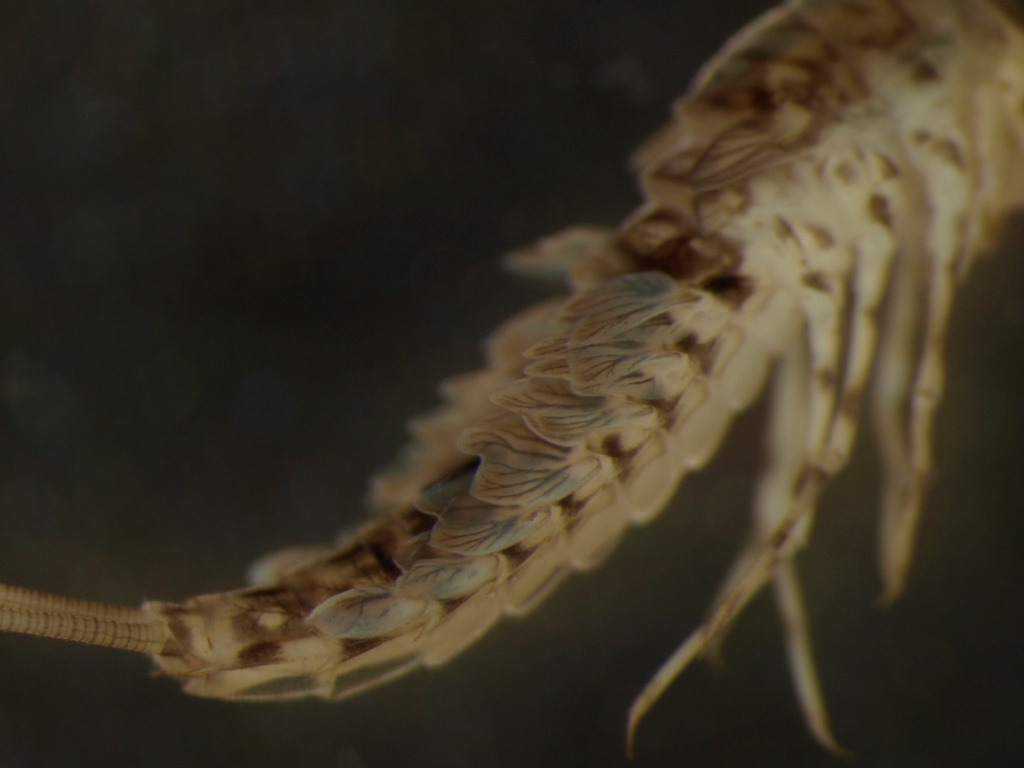 Siphlonurus alternatus